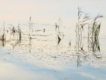 Plants in water