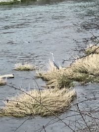 View of birds perching on lake