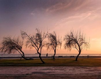 Silhouette bare trees at beach against sky during sunset