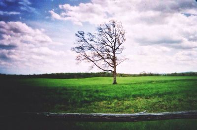 Bare trees on field