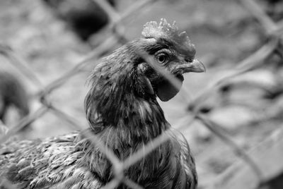 Close-up of a bird looking away