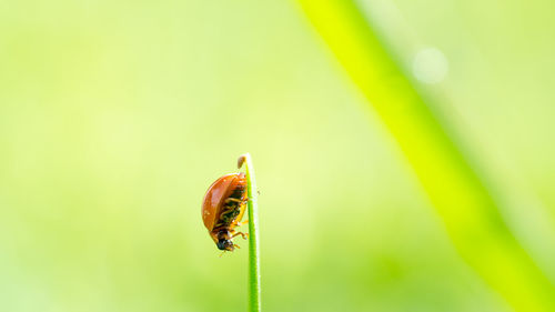 Close-up of ladybug on leaf