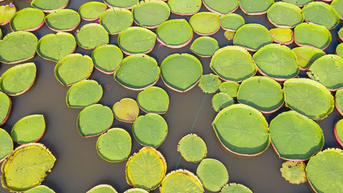 Full frame shot of leaves in lake