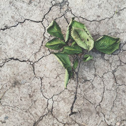 High angle view of leaves on cracked floor