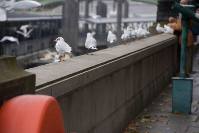 Birds on wall