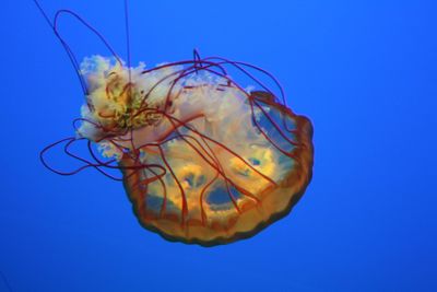 Close-up of jellyfish swimming in sea