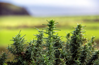 Close-up of crops on field