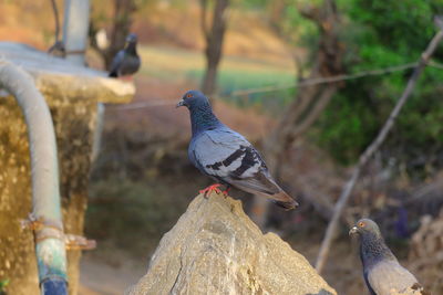 Close-up of pigeons perching on wooden post