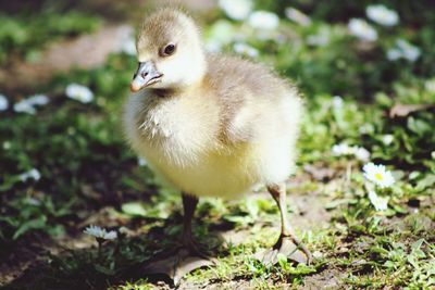 Close-up of a bird on field