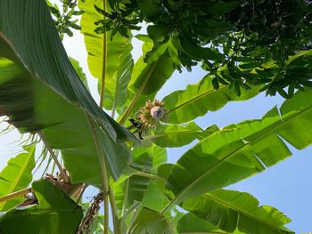 Low angle view of insect on leaves against sky