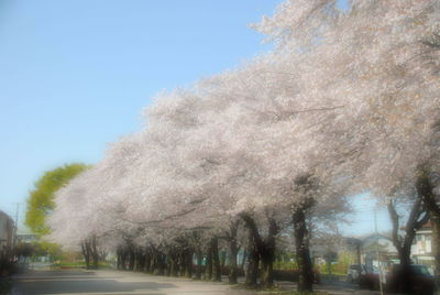 Road amidst trees against clear sky