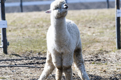 Close-up of an alpaca on field