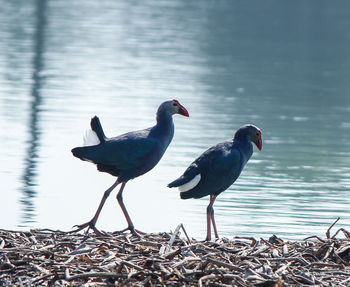 Birds perching on a lake