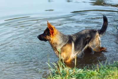 Close-up of dog in water