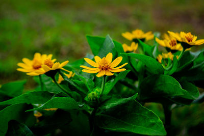 Close-up of yellow flowering plant