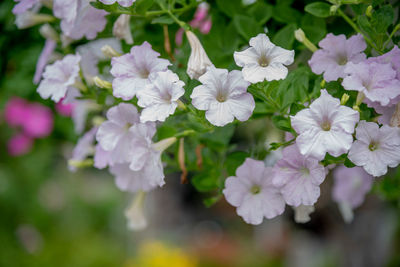 Close-up of white flowering plants in park