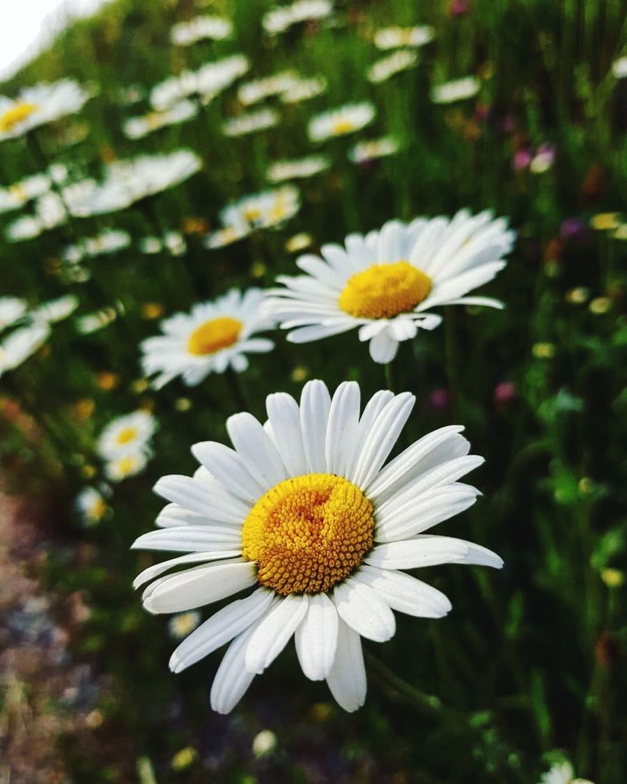 CLOSE-UP OF WHITE DAISY