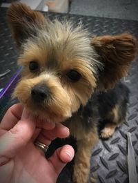 Cropped image of person holding dog