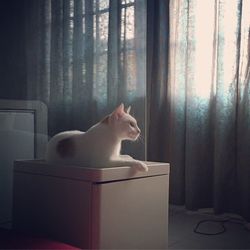 Cat sitting on window