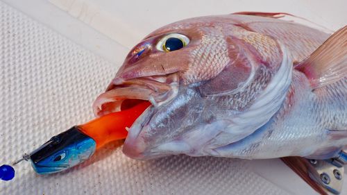 Close-up of fish on table