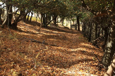 Trees in forest during autumn