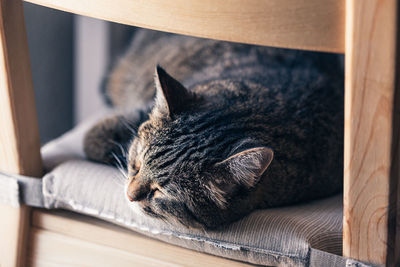 Close-up of cat sleeping