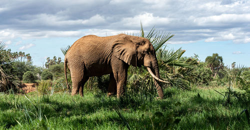 View of elephant on field against sky