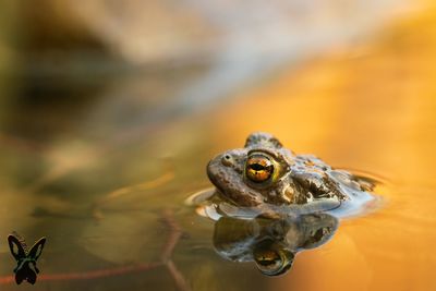 Close-up of frog in lake