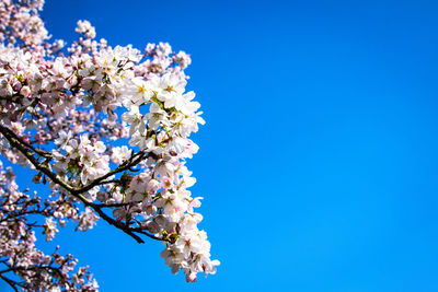 Low angle view of cherry blossom against clear blue sky