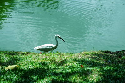 Duck on a lake