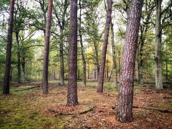 Pine trees in forest