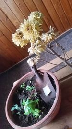 High angle view of flowering plant in bowl on table