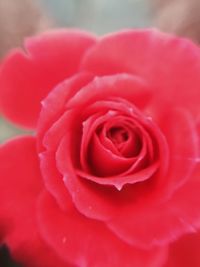 Close-up of red rose