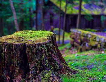 Close-up of tree trunk on field