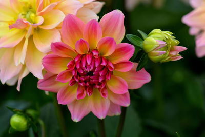 Close-up of pink dahlia flowers