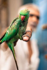 Close-up of parrot