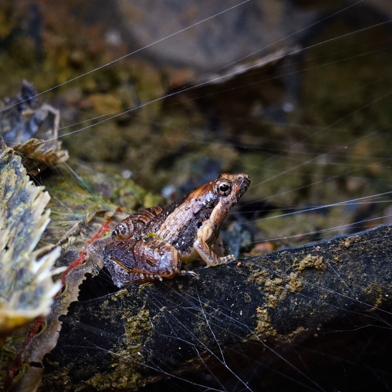 animal wildlife, animals in the wild, animal, animal themes, one animal, close-up, no people, nature, day, focus on foreground, vertebrate, reptile, invertebrate, outdoors, water, insect, selective focus, underwater, animal body part, sea, marine