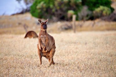 Portrait of kangaroo standing on field