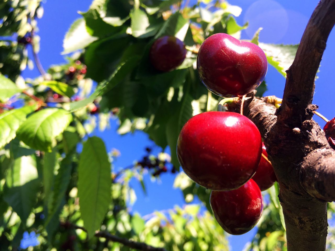 fruit, food and drink, food, growth, tree, red, healthy eating, freshness, outdoors, day, green color, ripe, leaf, no people, focus on foreground, nature, branch, close-up, low angle view, unripe, apple - fruit, beauty in nature, sunlight, agriculture, sky