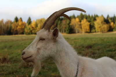 Close-up of horse on field