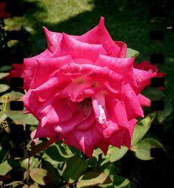 Close-up of pink rose