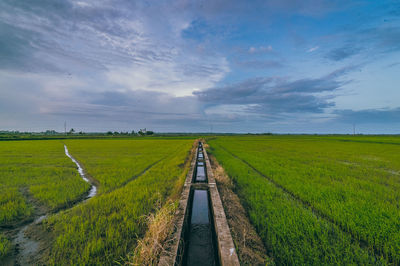 Scenic view of agricultural field against sky