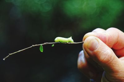 Close-up of hand holding twig