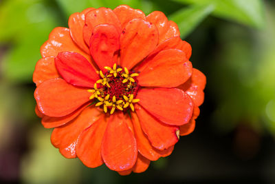 Close-up of wet red flower