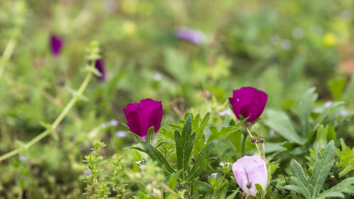 Close-up of pink flowers