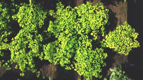 Close-up of green leaves