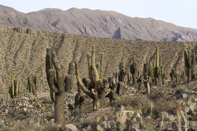 Cactus plants on landscape against mountains