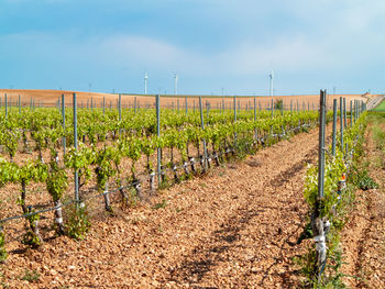 View of vineyard against sky