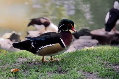 Mallard duck on a field