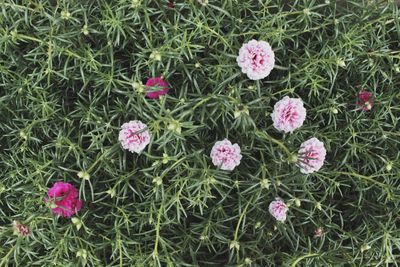 Close-up of pink flowers blooming outdoors